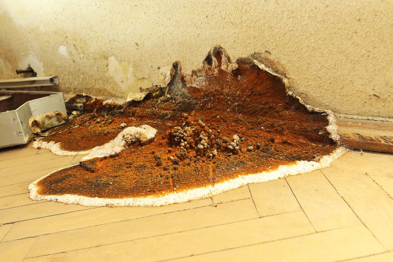 Dry Rot Remediation in Alpharetta, GA