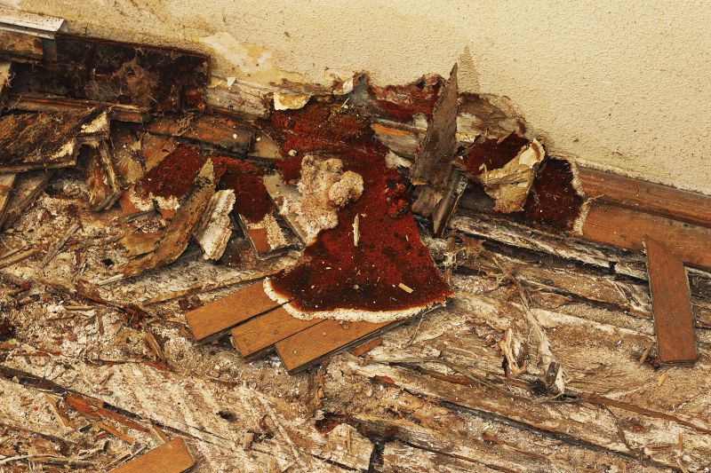 Pest Damage Repair in Kansas City, MO