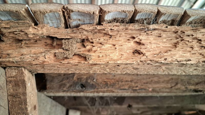 Pest Damage Repair in Denver, CO