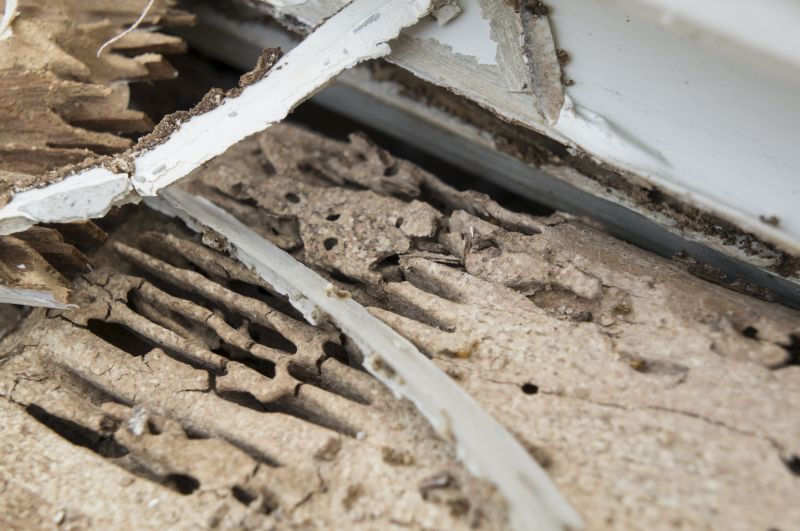 Pest Damage Repair in Roswell, GA