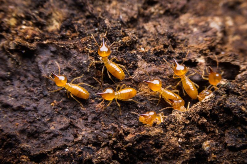 Termite Damage Repair Service in Wilmington, NC