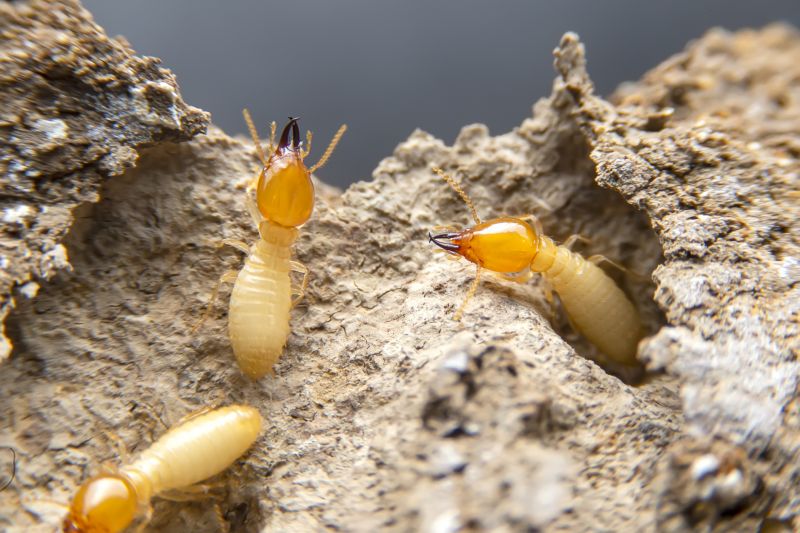 Termite Damage Repair Service in Conroe, TX