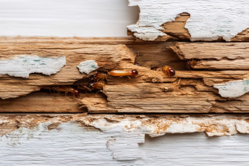 Termite Damage Restoration in Denver County, CO