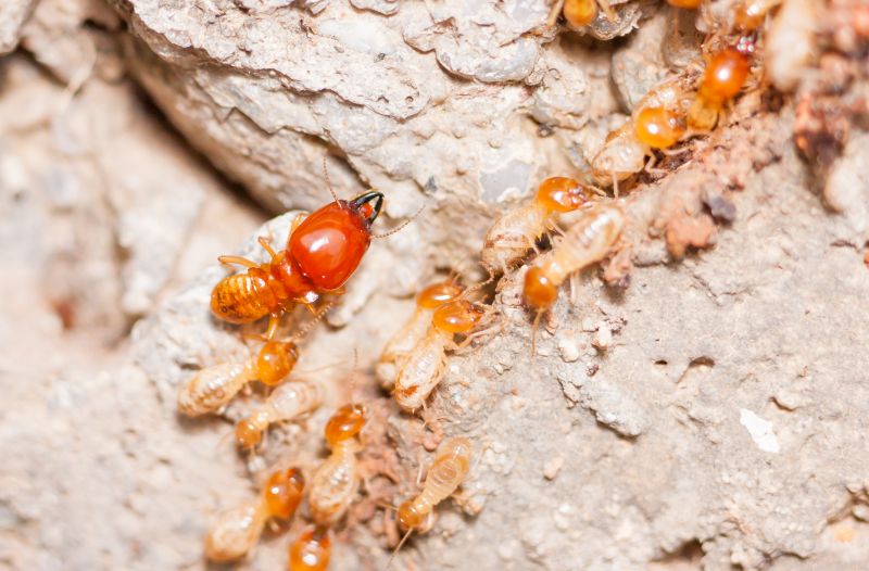 Termite Damage Restoration in Kansas City, MO