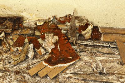 Wood Decay Removal in Denver, CO